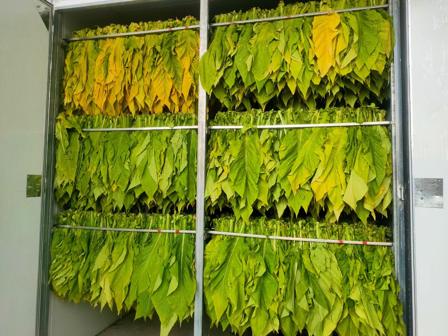 煙草1.jpg