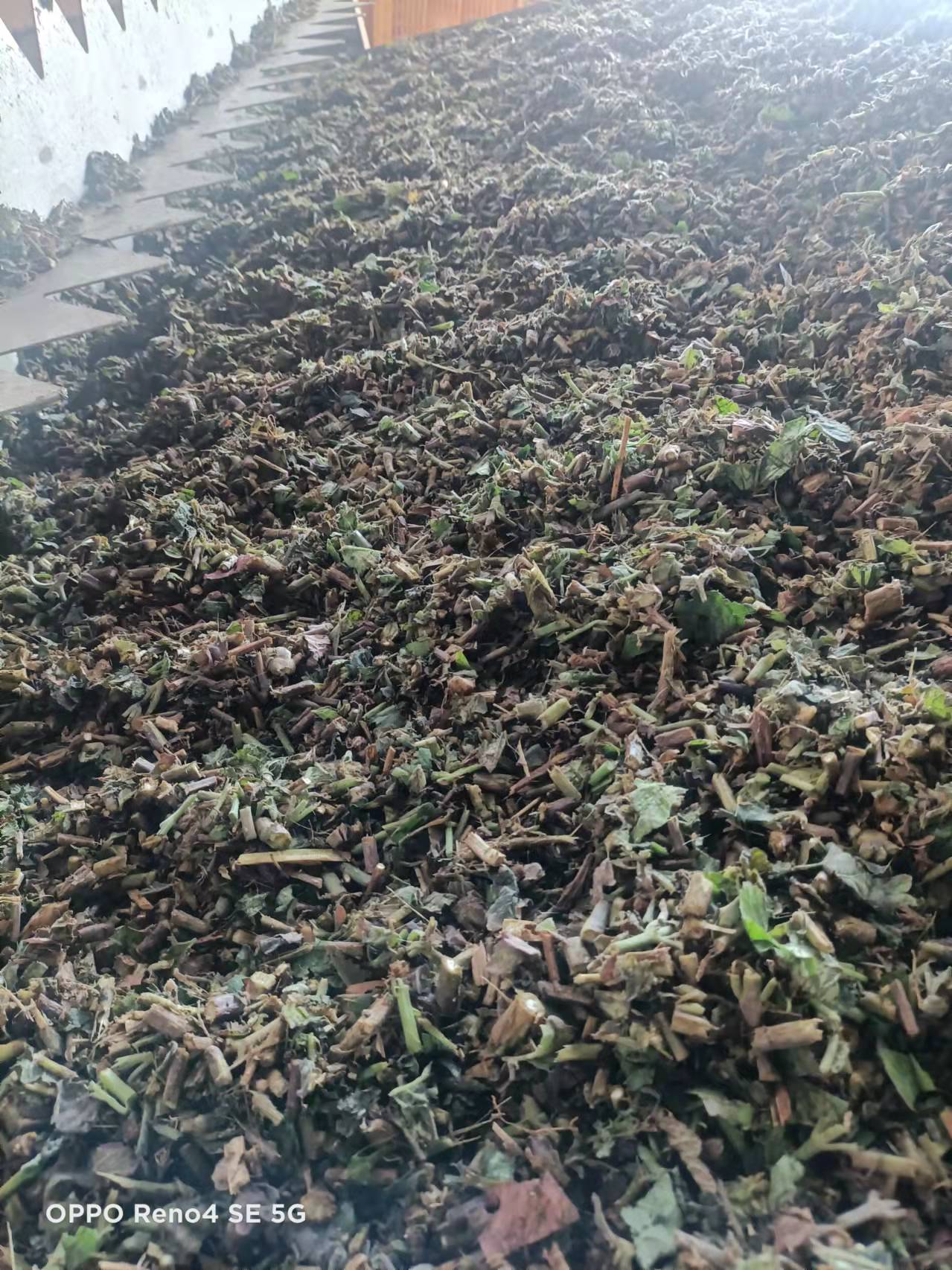 菜葉烘干項目
