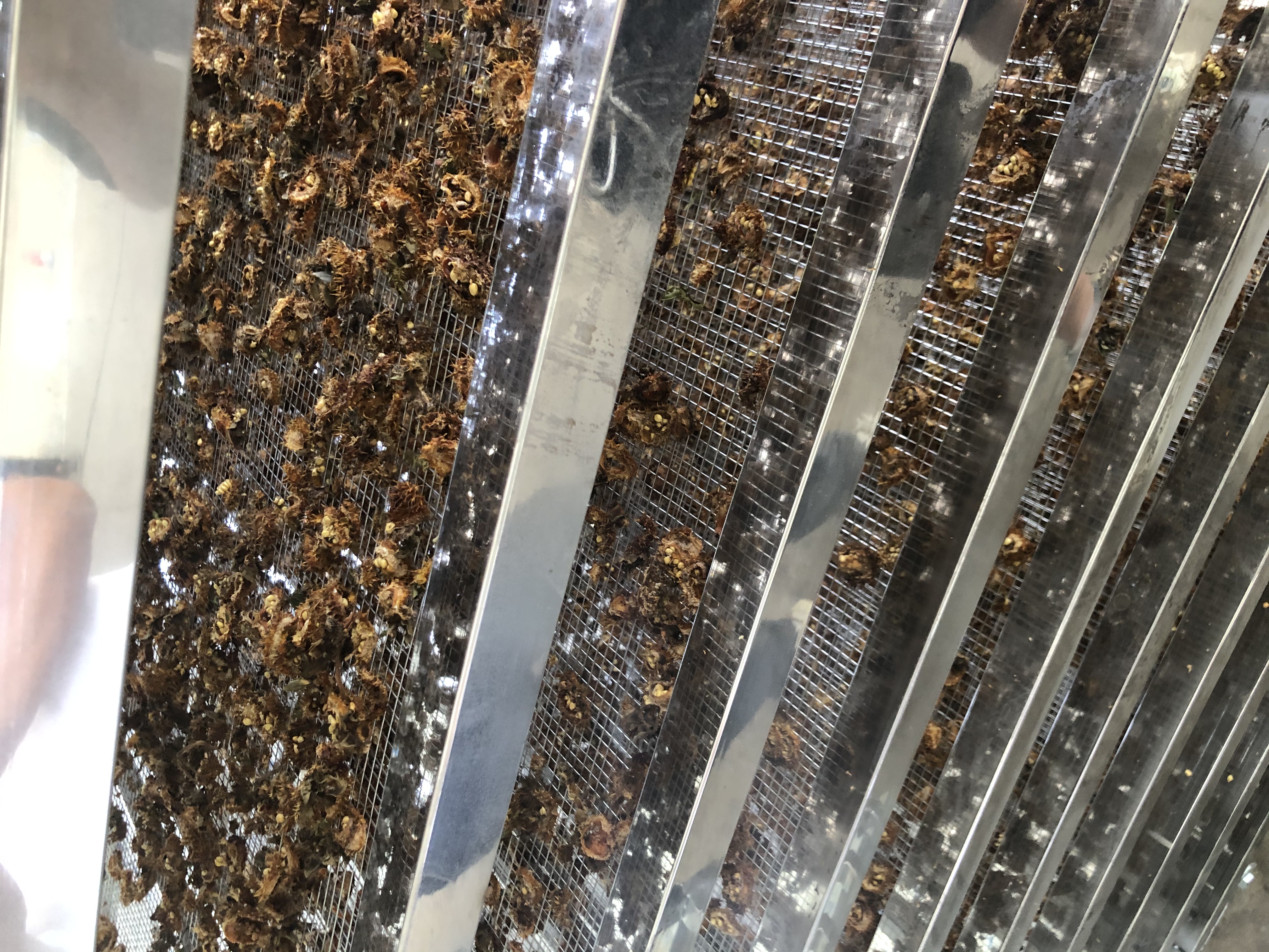刺梨烘干：熱泵烘干技術，為刺梨產業注入新活力