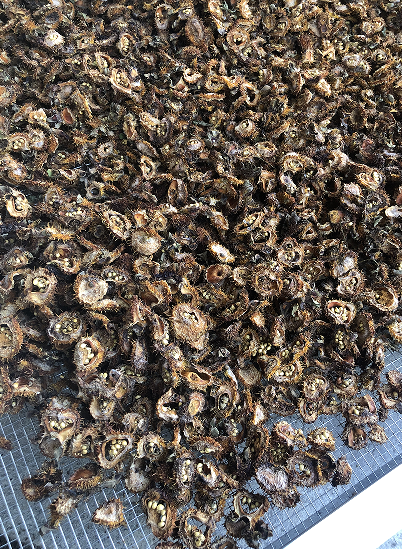 刺梨烘干：熱泵烘干技術，為刺梨產業注入新活力
