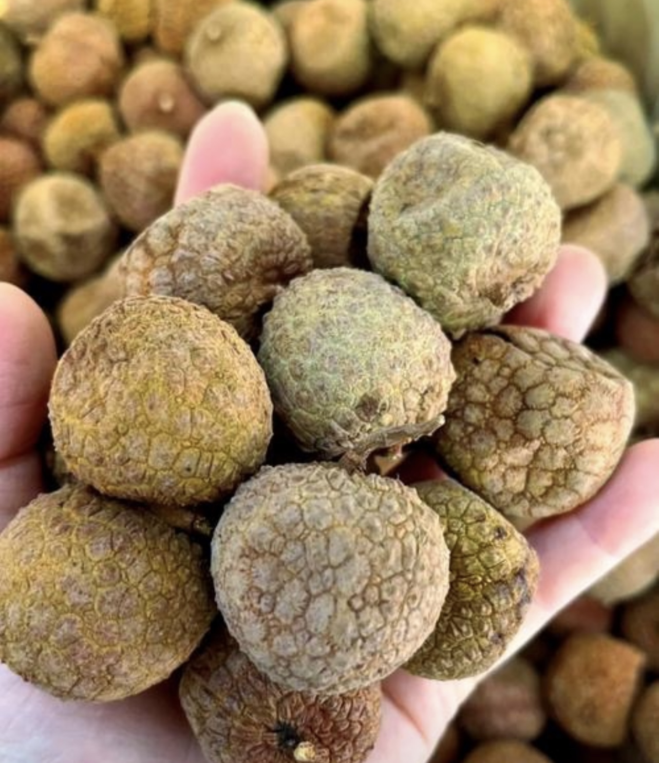 荔枝產(chǎn)量暴增 30%！帝燁烘干設(shè)備，助您贏在荔枝產(chǎn)業(yè)新周期